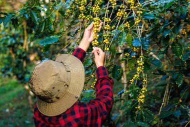 farmer using his hands to picking up yellow coffee beans on the branch in the coffee plantation in the valley, coffee planting project in the forest at Doi Thep Sadet Didtrict, Chiang Mai, Thailand,  clipart