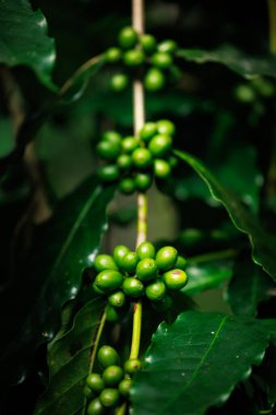 Yeşil ham Arabika kahvesine yakın büyük ormanda bitki yetiştirme, Chiang Mai Tayland 'da yağmur mevsiminde, ormanla ve doğayla uyanan% 100 organik kahve..