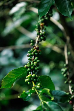 Yeşil ham Arabika kahvesine yakın büyük ormanda bitki yetiştirme, Chiang Mai Tayland 'da yağmur mevsiminde, ormanla ve doğayla uyanan% 100 organik kahve..