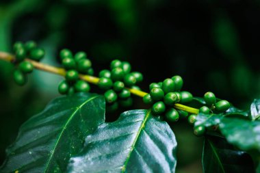 Yeşil ham Arabika kahvesine yakın büyük ormanda bitki yetiştirme, Chiang Mai Tayland 'da yağmur mevsiminde, ormanla ve doğayla uyanan% 100 organik kahve..