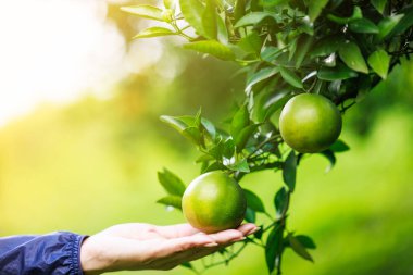 Bahçıvanın el ele tutuşup portakal bahçesindeki portakal kalitesini kontrol edin..
