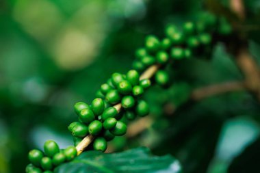 Yeşil ham Arabika kahvesine yakın büyük ormanda bitki yetiştirme, Chiang Mai Tayland 'da yağmur mevsiminde, ormanla ve doğayla uyanan% 100 organik kahve..