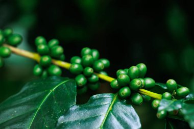 Yeşil ham Arabika kahvesine yakın büyük ormanda bitki yetiştirme, Chiang Mai Tayland 'da yağmur mevsiminde, ormanla ve doğayla uyanan% 100 organik kahve..