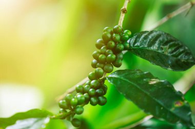 Yeşil ham Arabika kahvesinin yumuşak odaklanmasına yakın büyük ormanda, Chiang Mai Tayland 'da, yağmur mevsiminde, ışık sürecinde orman ve doğa ile uyanan% 100 organik kahve..