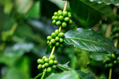 Yeşil ham Arabika kahvesine yakın büyük ormanda bitki yetiştirme, Chiang Mai Tayland 'da yağmur mevsiminde, ormanla ve doğayla uyanan% 100 organik kahve..