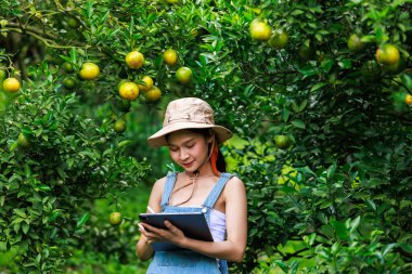 Portakal çiftliği sahibi kadın bahçesindeki kaliteli mandalina meyvelerini inceliyor.,
