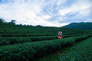 Tayland 'ın Chiangrai şehrinde çay tarlasında geleneksel elbise giymiş iki güzel Asyalı kadın çay yaprağı topluyor.