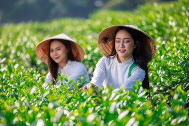 Seçici odak noktası, Tayland 'ın Chiangrai şehrinde çay tarlasında çay yaprağı toplayan beyaz Vietnamlı elbiseli iki kadının portresi.