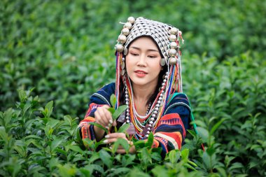 Geleneksel kabile elbisesi giyen Asyalı bir kadının güzel portresi tarlada yeşil çay artığı topluyor, kuzey 101 yeşil çay tarlası chiangrai thailand.