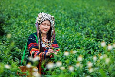 Tayland 'ın Chiangrai şehrinde çay tarlasında geleneksel çay yaprağı toplayan Asyalı bir kadının güzel portresi.