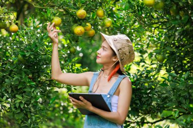 Portakal çiftliği sahibi kadın bahçesindeki kaliteli mandalina meyvelerini inceliyor.,
