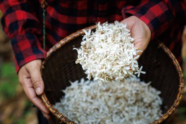 Çiftçi ellerinde kahve çiçekleri, sepet arkaplanlarında kahve çiçekleri, kahve çiçekleri kahve çiçeklerinden çay yapmak için bir ürün süreci olabilir..