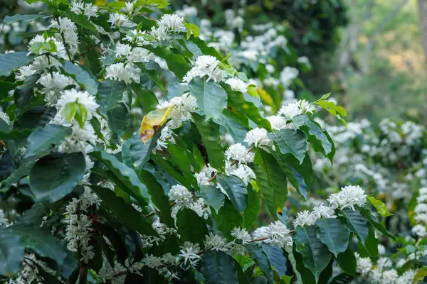Chiang Mai Tayland 'da, dağ tarlasında, kahve ağacının dallarında açan beyaz kahve çiçekleri..