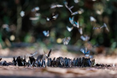 flock of various butterfly species gathers on the forest floor, showcasing interesting group behavior and rich nature ban krang thailand.
