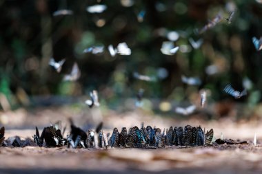 flock of various butterfly species gathers on the forest floor, showcasing interesting group behavior and rich nature ban krang thailand.