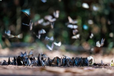 flock of various butterfly species gathers on the forest floor, showcasing interesting group behavior and rich nature ban krang thailand.
