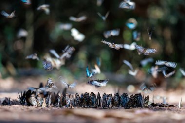 flock of various butterfly species gathers on the forest floor, showcasing interesting group behavior and rich nature ban krang thailand.