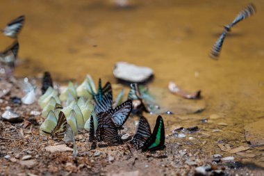 flock of various butterfly species gathers on the forest floor, showcasing interesting group behavior and rich nature ban krang thailand.