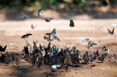 flock of various butterfly species gathers on the forest floor, showcasing interesting group behavior and rich nature ban krang thailand.