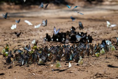 flock of various butterfly species gathers on the forest floor, showcasing interesting group behavior and rich nature ban krang thailand.