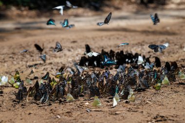 flock of various butterfly species gathers on the forest floor, showcasing interesting group behavior and rich nature ban krang thailand.