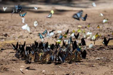 flock of various butterfly species gathers on the forest floor, showcasing interesting group behavior and rich nature ban krang thailand.