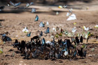 flock of various butterfly species gathers on the forest floor, showcasing interesting group behavior and rich nature ban krang thailand.
