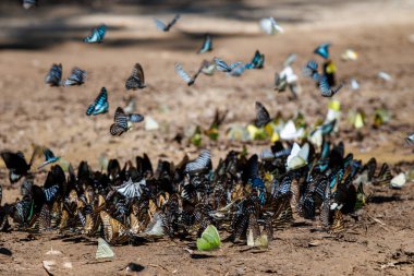 flock of various butterfly species gathers on the forest floor, showcasing interesting group behavior and rich nature ban krang thailand.