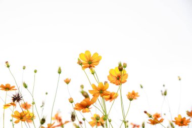 sayısız canlı turuncu kozmos çiçekleri açık beyaz bir gökyüzüne doğru çiçek açarak tazelik, neşe ve doğal güzellikleri iletiyorlar. beyaz arkaplan izole et