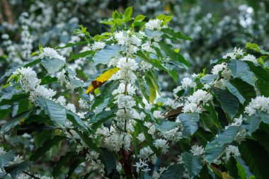 Chiang Mai Tayland 'da, dağ tarlasında, kahve ağacının dallarında açan beyaz kahve çiçekleri..