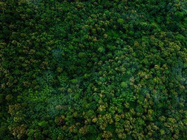  Üst bakış açısı insansız hava aracı, yağmur mevsiminde yeşil orman soyut arkaplanlar için.