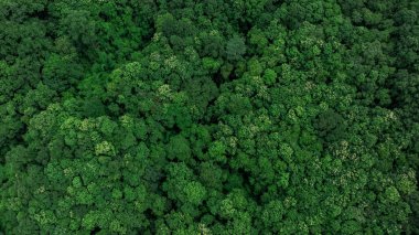 Hava fotoğrafı, sık, yemyeşil bir orman olduğunu gösteriyor, çeşitli gölgelerde ağaç tepe örtülerini gösteriyor, doğanın zenginliğini ve arka plan için ekosistemin sağlığını gösteriyor.