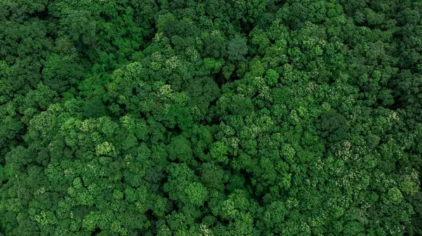 Hava fotoğrafı, sık, yemyeşil bir orman olduğunu gösteriyor, çeşitli gölgelerde ağaç tepe örtülerini gösteriyor, doğanın zenginliğini ve arka plan için ekosistemin sağlığını gösteriyor.