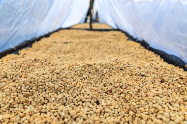 Bal kahve çekirdekleri Chiang Mai Tayland rafında doğal güneş kuru süreç, seçici odak.