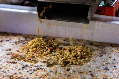 Taze hasat edilen kahve kahve bir kahve işleme tesisinde öğütülüyor ve konteynırın içine düşüyor. Chiang Mai Tayland 'da küçük bir şirket..