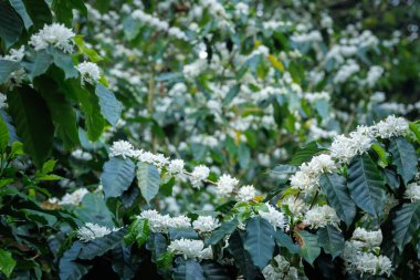 Chiang Mai Tayland 'da, dağ tarlasında, kahve ağacının dallarında açan beyaz kahve çiçekleri..