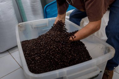 Elleri temiz plastik bir konteynırdan fırında kahve çekirdeği topluyor. Fasulyeler koyu kahverengi.,