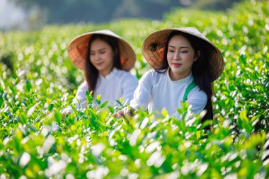 Seçici odak noktası, Tayland 'ın Chiangrai şehrinde çay tarlasında çay yaprağı toplayan beyaz Vietnamlı elbiseli iki kadının portresi.