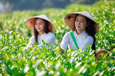 Seçici odak noktası, Tayland 'ın Chiangrai şehrinde çay tarlasında çay yaprağı toplayan beyaz Vietnamlı elbiseli iki kadının portresi.