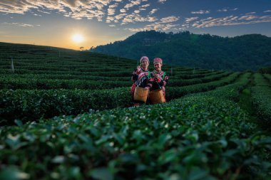 Güzel iki Asyalı kadın çay tarlasında çay yaprağı topluyor. 101. Arka plan, gün batımı ve Tayland 'ın Chiangrai eyaletinde mavi gökyüzü.