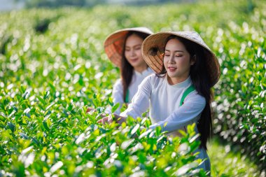 Seçici odak noktası, Tayland 'ın Chiangrai şehrinde çay tarlasında çay yaprağı toplayan beyaz Vietnamlı elbiseli iki kadının portresi.