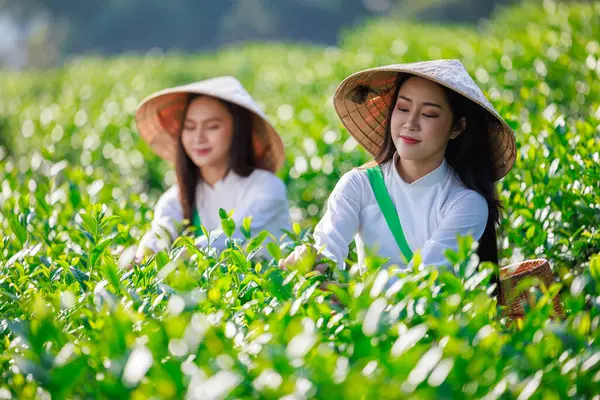 Seçici odak noktası, Tayland 'ın Chiangrai şehrinde çay tarlasında çay yaprağı toplayan beyaz Vietnamlı elbiseli iki kadının portresi.
