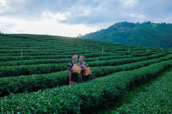 Tayland 'ın Chiangrai şehrinde çay tarlasında geleneksel elbise giymiş iki güzel Asyalı kadın çay yaprağı topluyor.