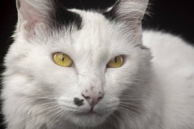 Stüdyoda siyah arka planda beyaz kedi