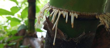 Bambu kökleri sanatsal bir maddedir.