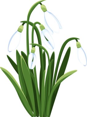 Güzel vektör kardamlası. İlk bahar çiçekleri. clipart. Tasarımın için narin kar damlası çiçekleri 