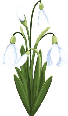 Güzel vektör kardamlası. İlk bahar çiçekleri. clipart. Tasarımın için narin kar damlası çiçekleri 