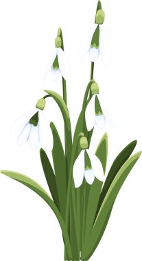 Güzel vektör kardamlası. İlk bahar çiçekleri. clipart. Tasarımın için narin kar damlası çiçekleri 