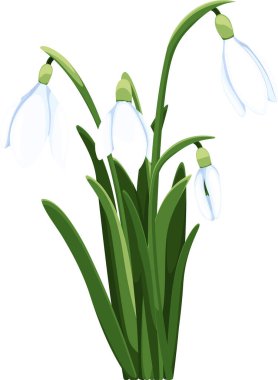 Güzel vektör kardamlası. İlk bahar çiçekleri. clipart. Tasarımın için narin kar damlası çiçekleri 