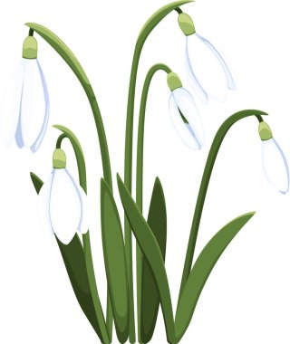 Güzel vektör kardamlası. İlk bahar çiçekleri. clipart. Tasarımın için narin kar damlası çiçekleri 